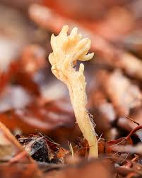 Attēlu rezultāti vaicājumam “Clavulina rugosa”