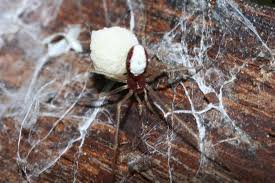 Attēlu rezultāti vaicājumam “Neottiura bimaculata”