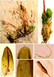 Attēlu rezultāti vaicājumam “Scapania lingulata”