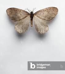 Attēlu rezultāti vaicājumam “Operophtera”