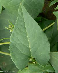 Attēlu rezultāti vaicājumam “Fallopia convolvulus”