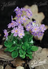 Attēlu rezultāti vaicājumam “Primula farinosa flower”