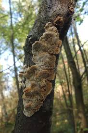 Attēlu rezultāti vaicājumam “Byssocorticium atrovirens”