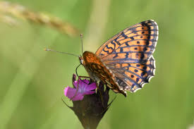 Attēlu rezultāti vaicājumam “Brenthis ino upperside”