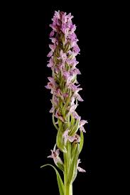 Attēlu rezultāti vaicājumam “Dactylorhiza incarnata leaf”