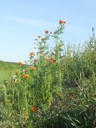 Image result for Adonis aestivalis