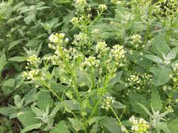 Attēlu rezultāti vaicājumam “Thlaspi arvense”