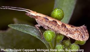 Attēlu rezultāti vaicājumam “Plutella xylostella”