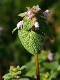 Attēlu rezultāti vaicājumam “Lamium purpureum flower”