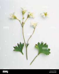 Attēlu rezultāti vaicājumam “Saxifraga granulata leaf”