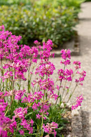Attēlu rezultāti vaicājumam “Silene viscaria”