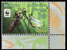Attēlu rezultāti vaicājumam “Ophiogomphus cecilia”