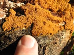 Attēlu rezultāti vaicājumam “Trichia varia spores”