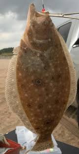 Image result for Paralichthys dentatus