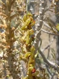 Attēlu rezultāti vaicājumam “Diprion pini”