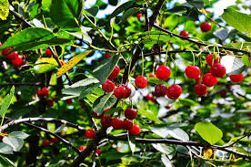 Attēlu rezultāti vaicājumam “Cerasus”