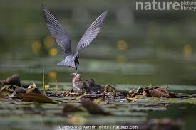 Attēlu rezultāti vaicājumam “Chlidonias niger”