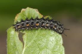 Attēlu rezultāti vaicājumam “Clossiana selene upperside”