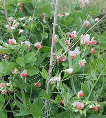 Attēlu rezultāti vaicājumam “Pisum sativum flower”