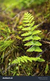 Attēlu rezultāti vaicājumam “Pleurozium schreberi”