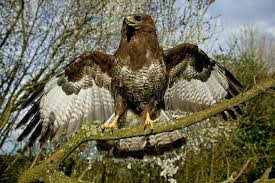 Attēlu rezultāti vaicājumam “Buteo buteo adult”
