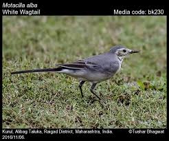 Attēlu rezultāti vaicājumam “Motacilla alba juvenile”