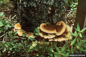 Attēlu rezultāti vaicājumam “Onnia tomentosa”