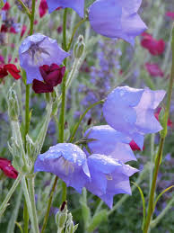 Attēlu rezultāti vaicājumam “Campanula persicifolia flower”