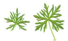 Attēlu rezultāti vaicājumam “Geranium dissectum”