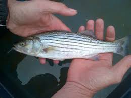 Image result for Morone saxatilis