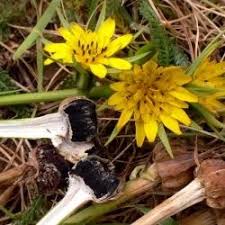 Attēlu rezultāti vaicājumam “Microbotryum tragopogonis - pratensis”