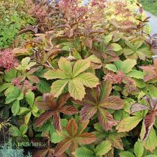 Image result for Rodgersia chocolate wings