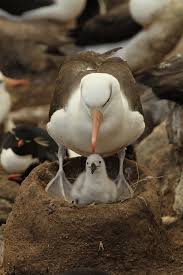 Image result for Thalassarche melanophris