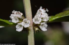 Attēlu rezultāti vaicājumam “Lycopus europaeus flower”