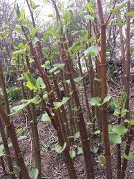 Attēlu rezultāti vaicājumam “Reynoutria japonica”