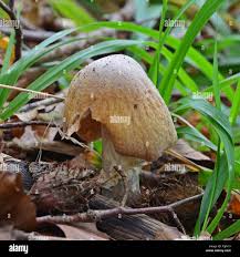 Attēlu rezultāti vaicājumam “Rozites caperata”