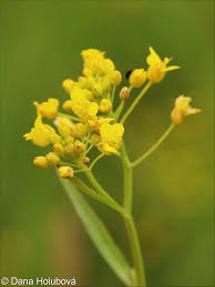 Attēlu rezultāti vaicājumam “Rorippa amphibia fruit”