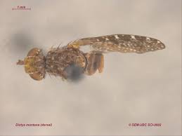 Attēlu rezultāti vaicājumam “Sciomyzidae”