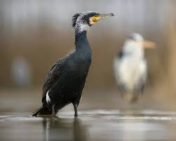 Attēlu rezultāti vaicājumam “Phalacrocorax carbo adult”