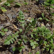 Attēlu rezultāti vaicājumam “Capsella bursa-pastoris leaf”