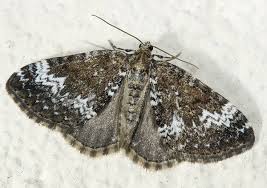 Attēlu rezultāti vaicājumam “Perizoma alchemilla”