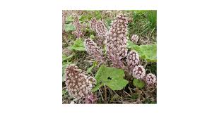 Image result for Petasites officinalis
