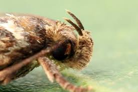 Attēlu rezultāti vaicājumam “Depressaria olerella”