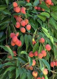 Image result for Litchi chinensis