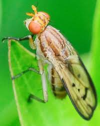 Attēlu rezultāti vaicājumam “Sciomyzidae”