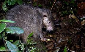 Attēlu rezultāti vaicājumam “Rodentia”