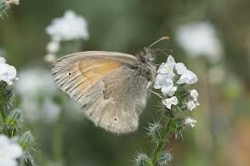 Attēlu rezultāti vaicājumam “Coenonympha tullia underside”