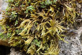 Attēlu rezultāti vaicājumam “Homalothecium sericeum”