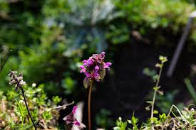 Attēlu rezultāti vaicājumam “Labiatae”