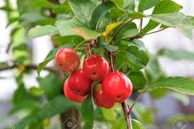 Attēlu rezultāti vaicājumam “Malus prunifolia fruit”